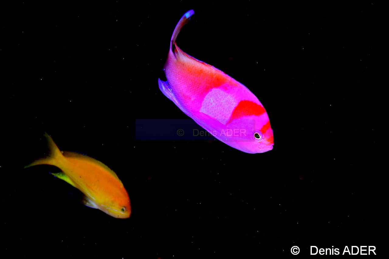Pseudanthias cheirospilos-Pseudanthias pleurotaenia Moga Island Ridge 1-16m-20180529-Denis-ADER-DSC_1743_tn.jpg